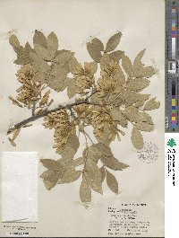 Fraxinus velutina image