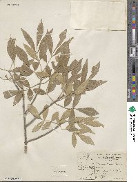 Fraxinus velutina image