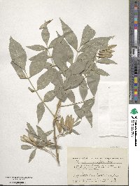 Image of Fraxinus angustifolia