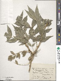 Fraxinus angustifolia image