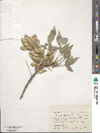 Fraxinus angustifolia image