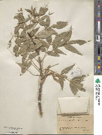 Fraxinus angustifolia image