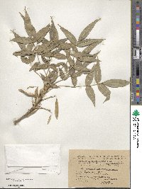 Fraxinus angustifolia image