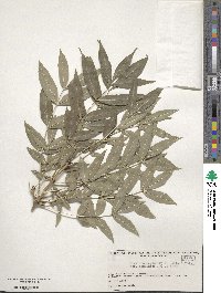 Fraxinus angustifolia image