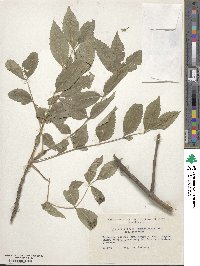 Fraxinus angustifolia subsp. oxycarpa image