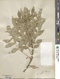 Fraxinus excelsior image