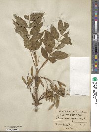 Fraxinus excelsior image