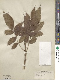 Fraxinus excelsior image