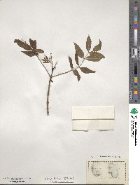 Fraxinus excelsior image