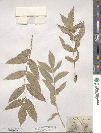 Fraxinus excelsior image