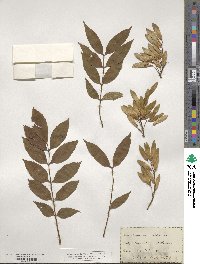 Fraxinus excelsior image