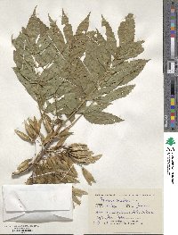 Fraxinus excelsior image