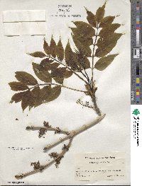 Fraxinus excelsior image