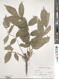 Fraxinus excelsior image