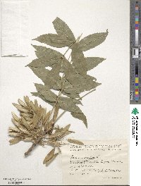 Fraxinus excelsior image