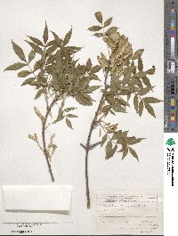 Fraxinus excelsior image