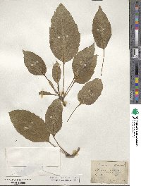 Fraxinus excelsior image