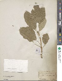 Fraxinus excelsior subsp. excelsior image