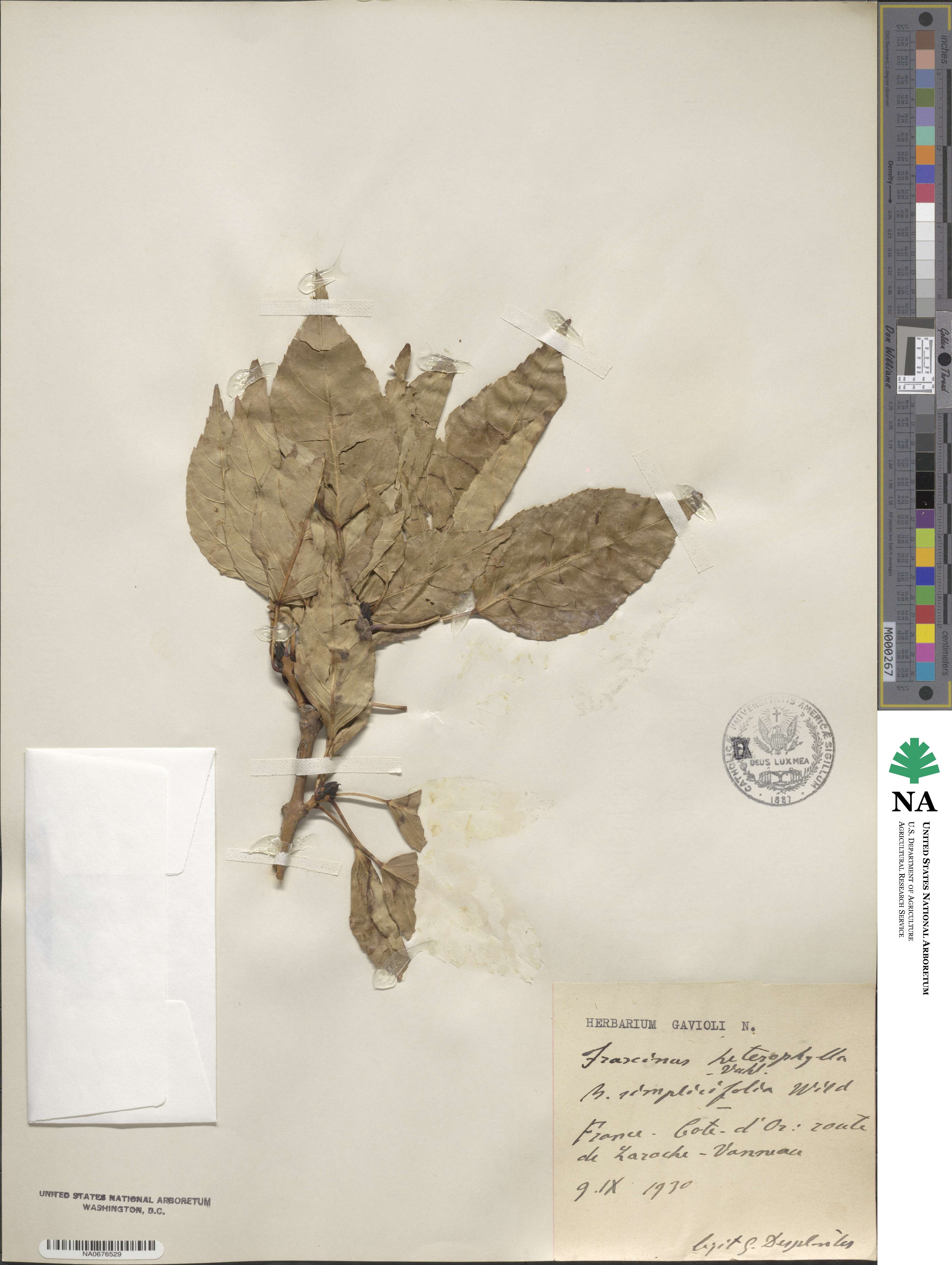 Fraxinus excelsior image