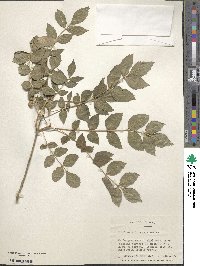 Image of Fraxinus pallisiae