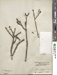 Fraxinus pallisiae image