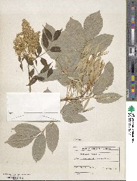 Fraxinus ornus image