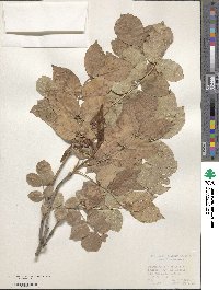 Fraxinus ornus image