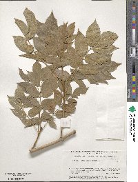 Fraxinus ornus image