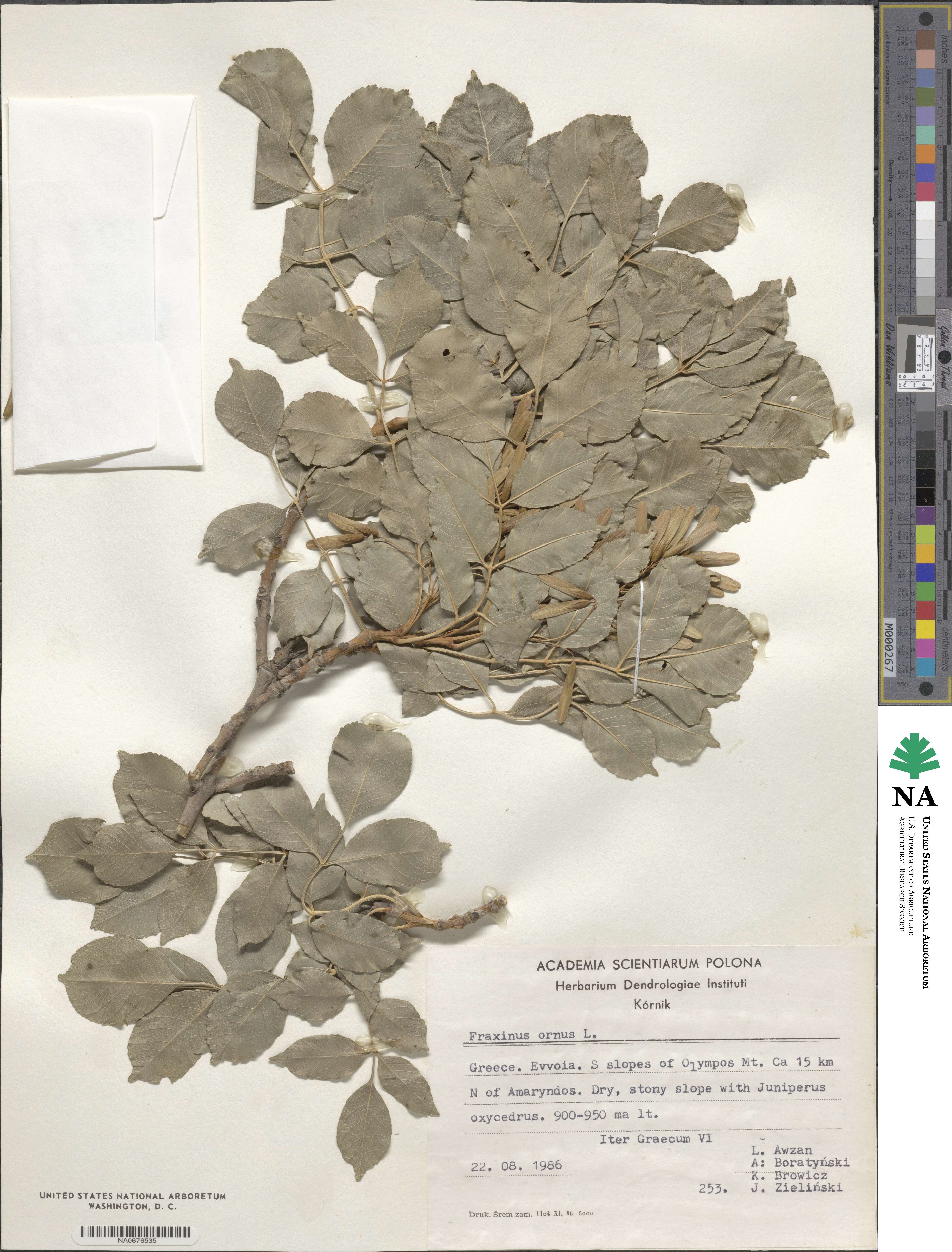 Fraxinus ornus image