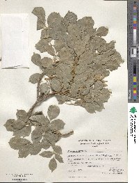 Fraxinus ornus image