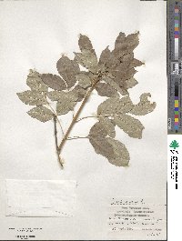 Fraxinus ornus image