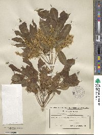 Fraxinus ornus image