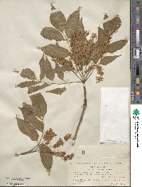 Fraxinus ornus image