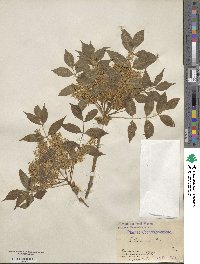 Fraxinus ornus image