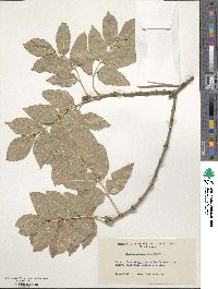 Fraxinus ornus image