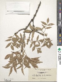 Fraxinus ornus image