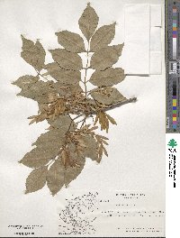 Fraxinus ornus image