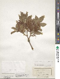 Fraxinus ornus image