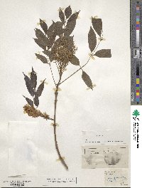 Fraxinus ornus image