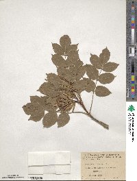 Fraxinus ornus image