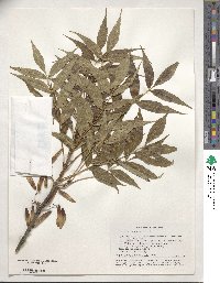 Fraxinus angustifolia subsp. oxycarpa image