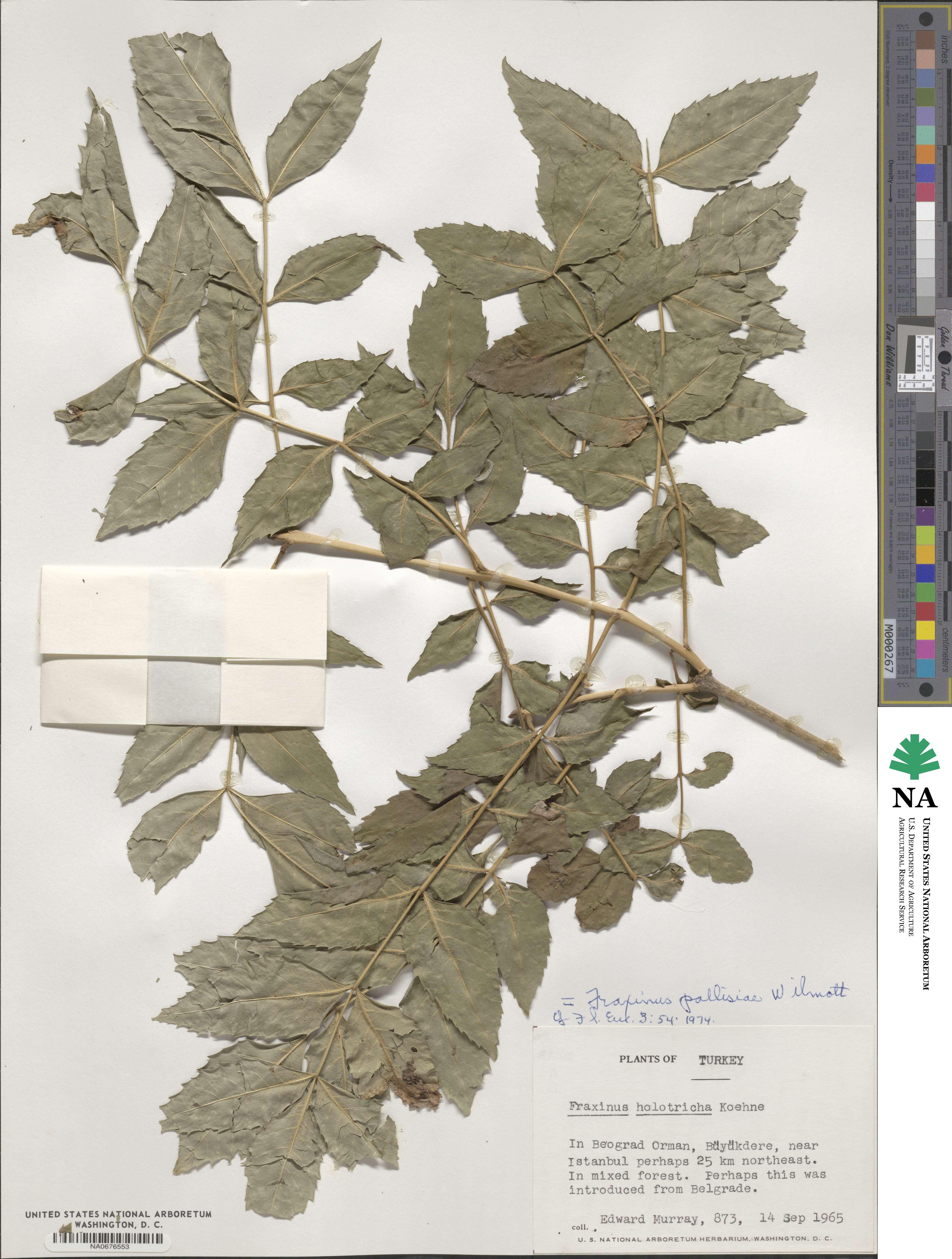 Fraxinus pallisiae image