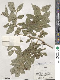 Fraxinus pallisiae image