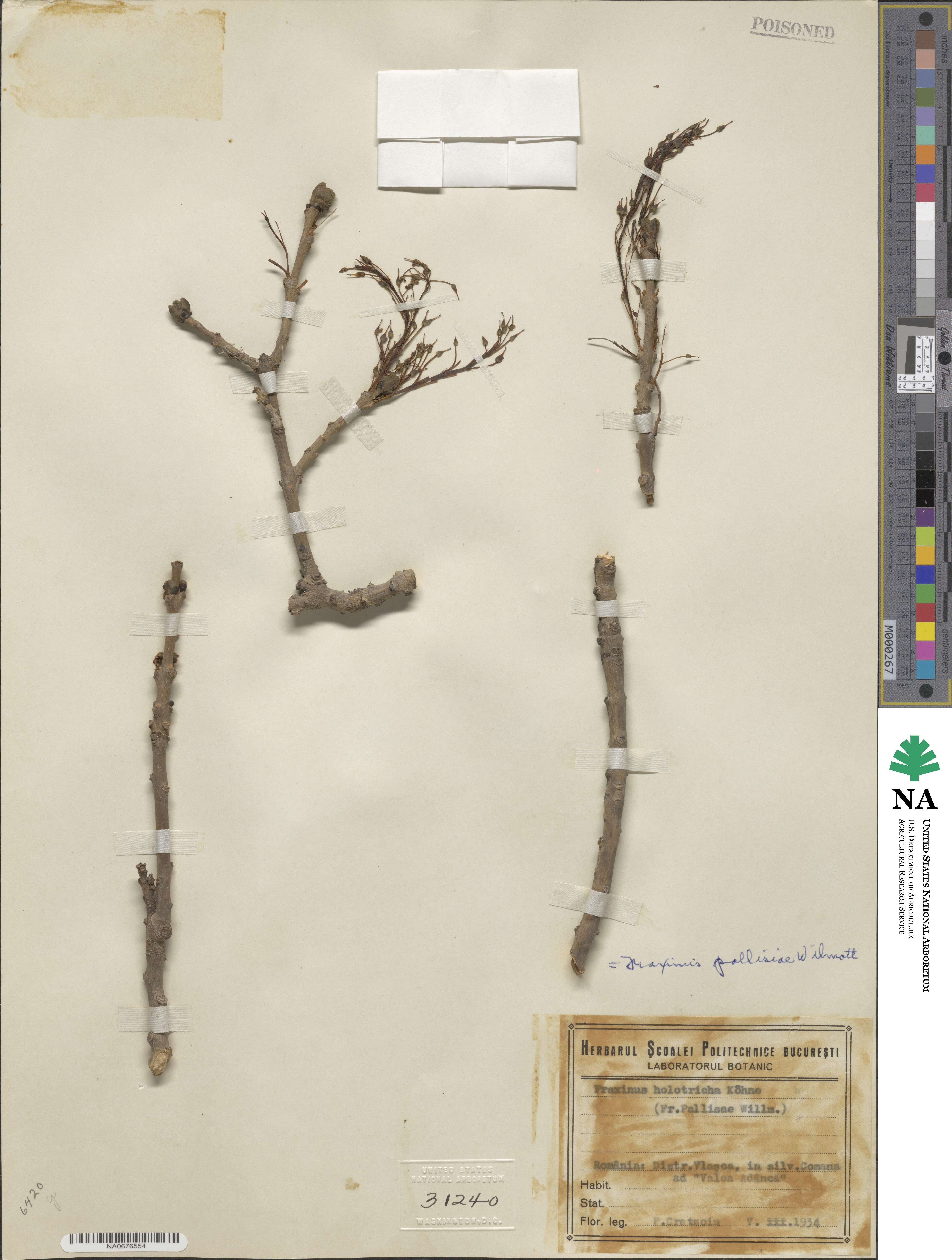 Fraxinus pallisiae image
