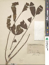 Fraxinus platypoda image