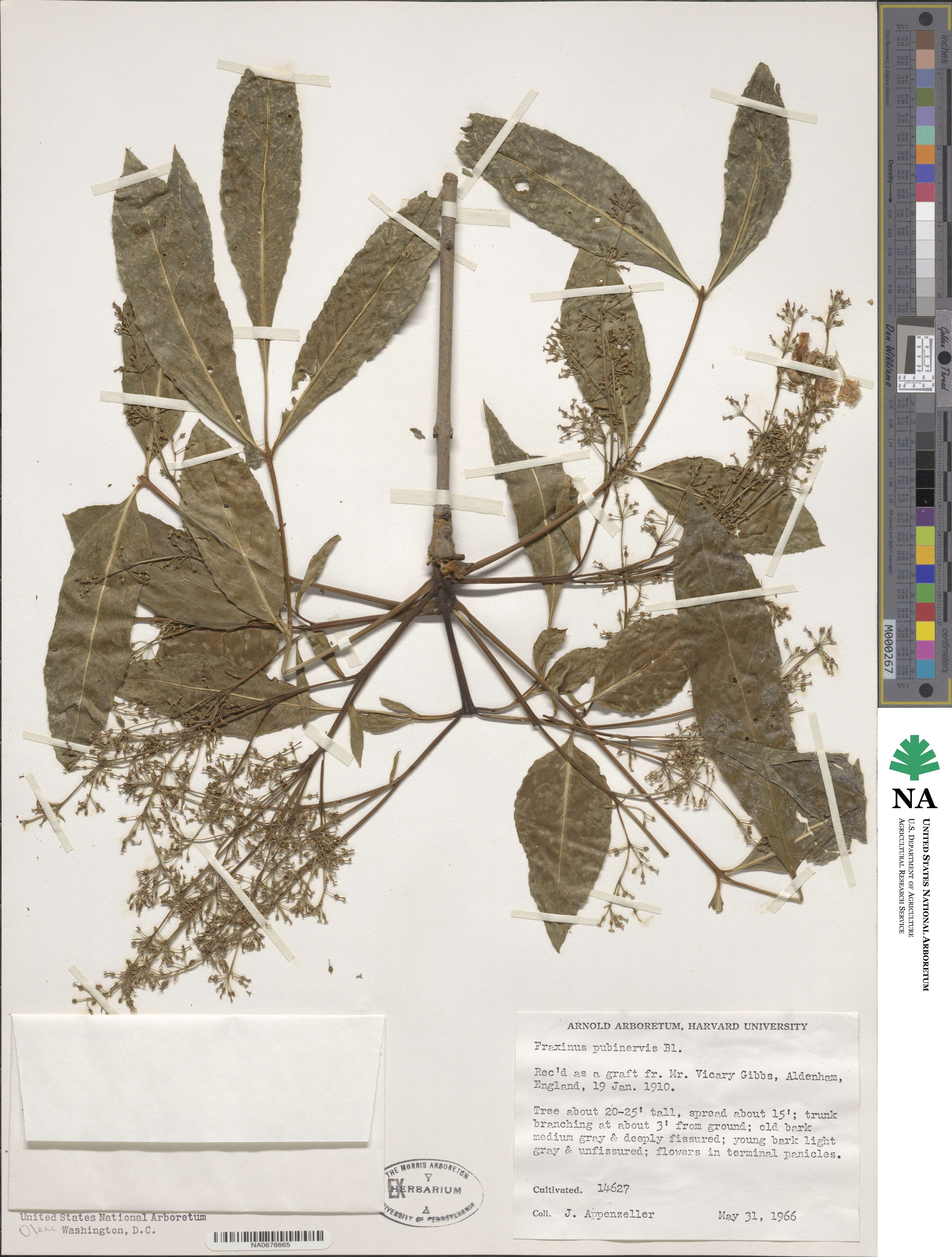 Fraxinus longicuspis image