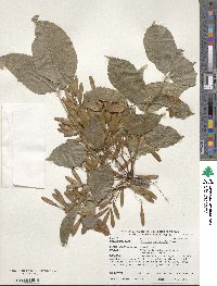 Fraxinus longicuspis image