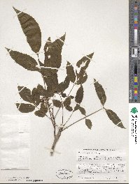 Fraxinus longicuspis image