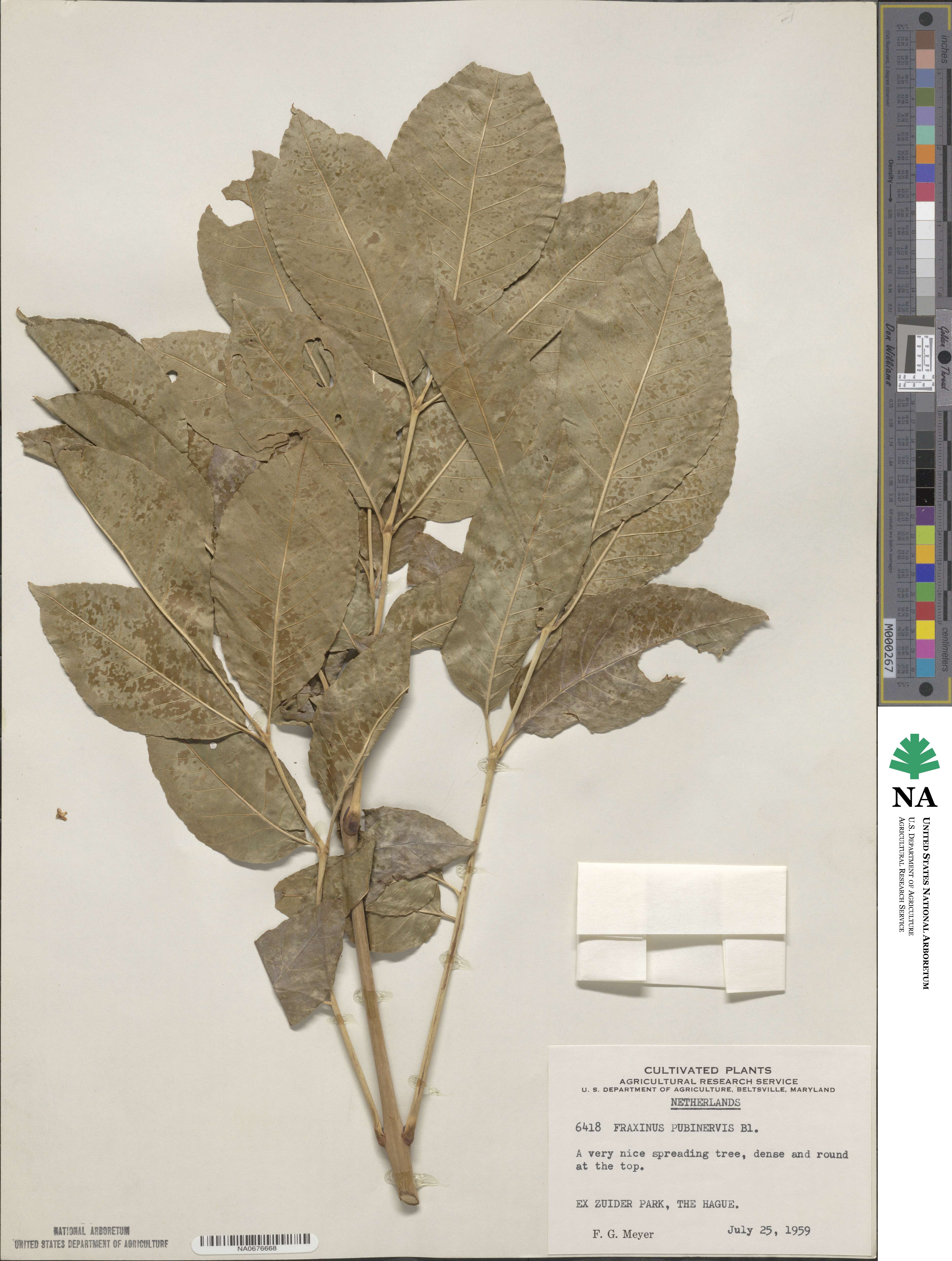 Fraxinus longicuspis image