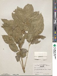 Fraxinus longicuspis image